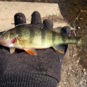 Image #795 from GreatAnglers.com Image #795 from GreatAnglers.com
