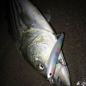 Image #797 from GreatAnglers.com Image #797 from GreatAnglers.com