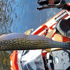 Image #7981 from GreatAnglers.com Image #7981 from GreatAnglers.com