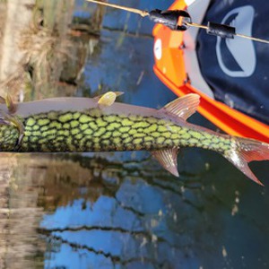Image #7983 from GreatAnglers.com Image #7983 from GreatAnglers.com