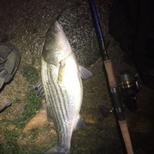Image #800 from GreatAnglers.com Image #800 from GreatAnglers.com