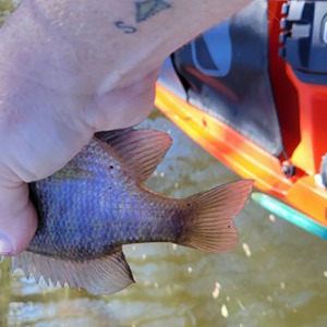 Image #8007 from GreatAnglers.com Image #8007 from GreatAnglers.com