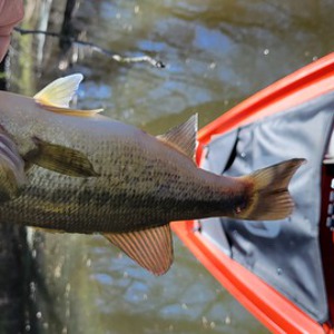 Image #8008 from GreatAnglers.com Image #8008 from GreatAnglers.com