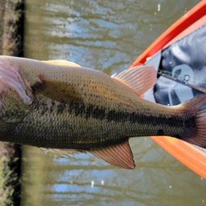 Image #8009 from GreatAnglers.com Image #8009 from GreatAnglers.com