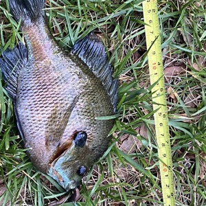 Image #8094 from GreatAnglers.com Image #8094 from GreatAnglers.com