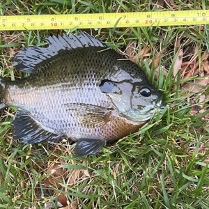 Image #8097 from GreatAnglers.com Image #8097 from GreatAnglers.com