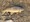 8098 Common Carp 04/25/23 6:41pm