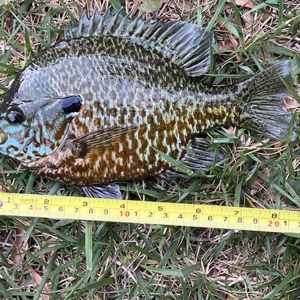 Image #8109 from GreatAnglers.com Image #8109 from GreatAnglers.com