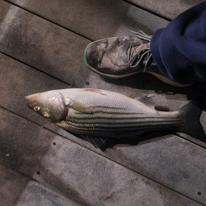 Image #8125 from GreatAnglers.com Image #8125 from GreatAnglers.com
