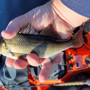 Image #8126 from GreatAnglers.com Image #8126 from GreatAnglers.com