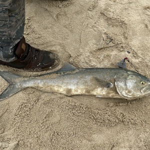 Image #8161 from GreatAnglers.com Image #8161 from GreatAnglers.com