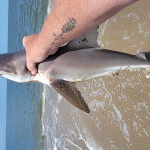 Image #8187 from GreatAnglers.com Image #8187 from GreatAnglers.com