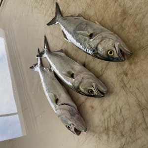Image #8196 from GreatAnglers.com Image #8196 from GreatAnglers.com