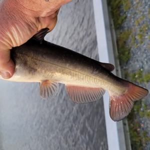Image #8198 from GreatAnglers.com Image #8198 from GreatAnglers.com