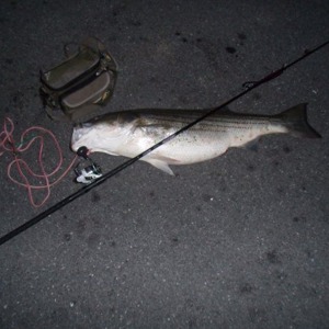 Image #822 from GreatAnglers.com Image #822 from GreatAnglers.com