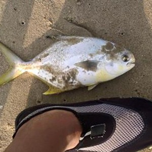 Image #827 from GreatAnglers.com Image #827 from GreatAnglers.com
