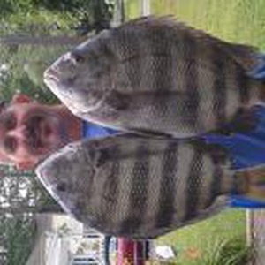 Image #830 from GreatAnglers.com Image #830 from GreatAnglers.com