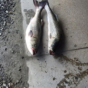 Image #846 from GreatAnglers.com Image #846 from GreatAnglers.com