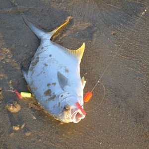 Image #874 from GreatAnglers.com Image #874 from GreatAnglers.com