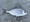 9787 Pinfish 07/03/24 9:18am
